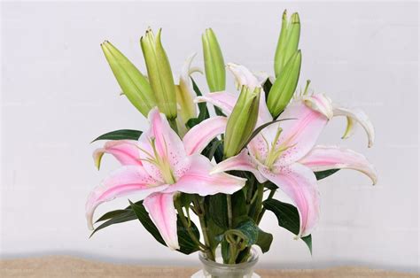 如何自己種植香水百合？