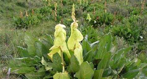 中药原植物是什么意思.“ 原植物”的含义是什么.