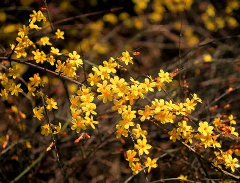 迎春花-植物作文350字（集锦6篇）