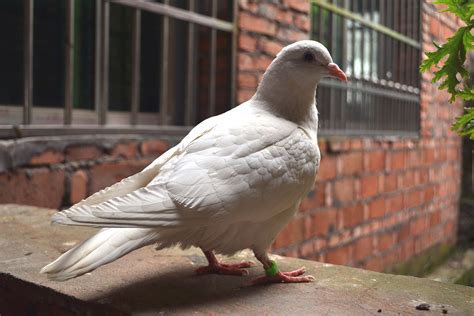 鸽子怎样分公母？