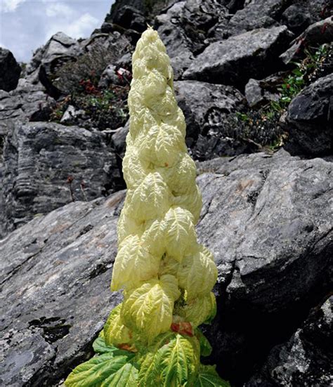 喜马拉雅山有种植物，一生只开一次花，靠苞叶才在高原生存下来