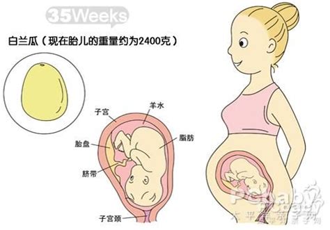 第8周胎儿有多大