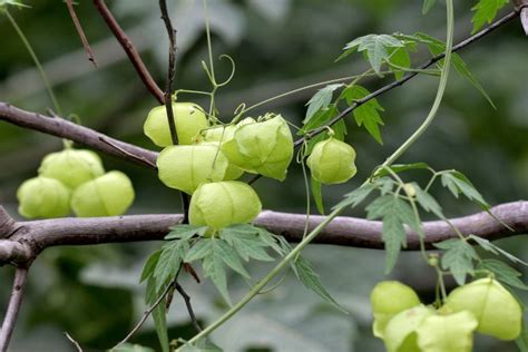 中草药提取物包括哪些植物提取物