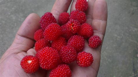 蛇草莓为什么不能吃？