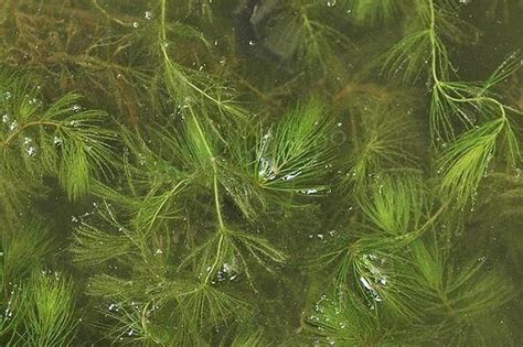 水葫芦与金鱼藻叶,根,茎的不同点