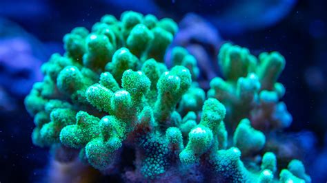 珊瑚的颜色