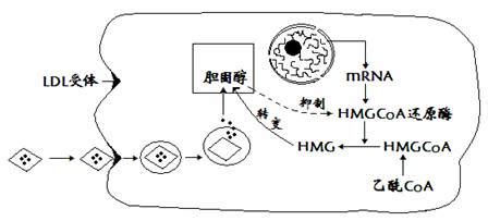 孕妇胆固醇高对胎儿有什么影响 好大夫在线