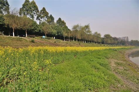 护坡植物有哪些护坡种草