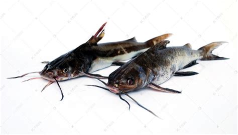 清江鱼和鲶鱼的区别是什么?