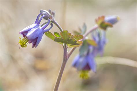 什么是西洋耧斗菜？