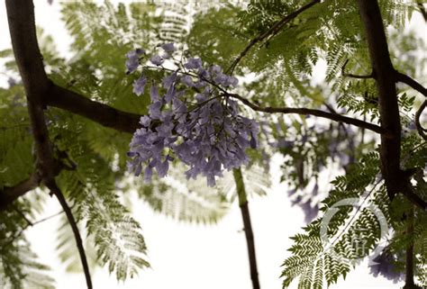 蓝花楹是否落叶