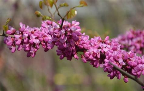 紫荆花有什么特点?