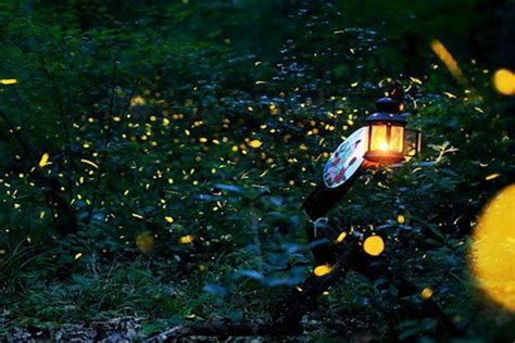 聪明的萤火虫-状物作文350字(精选5则)