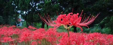 彼岸花的文案怎么配[通用81句]
