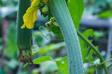 丝瓜苗的栽培技术-状物作文400字【共计4则】