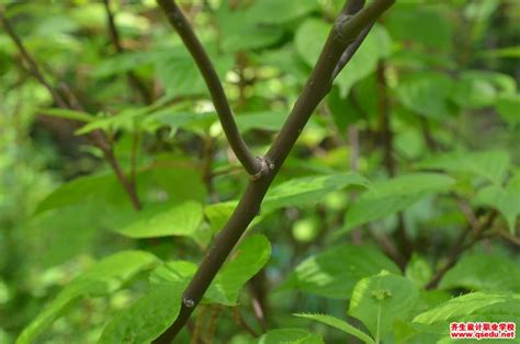 各位大侠：给看看这是什么植物？怎么叶子上长花（或是果）！其它特征像刺儿菜