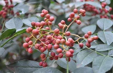 花椒的种植方法？哪位知道？