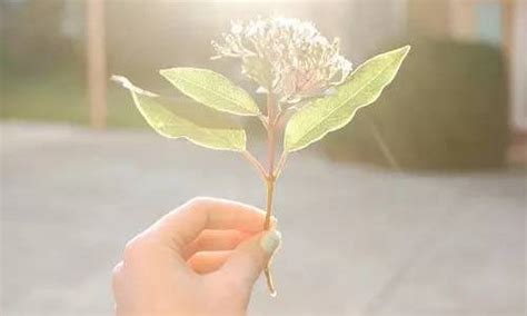 感谢姑姑对我好的说说