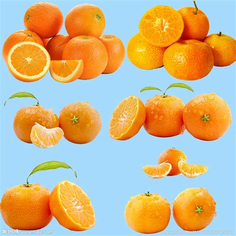 橙子-植物作文150字[共9则]