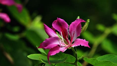 紫荆花的花语是什么