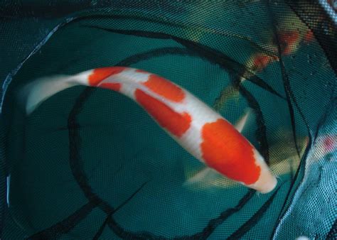 锦鲤-小学生状物作文350字【集锦5篇】