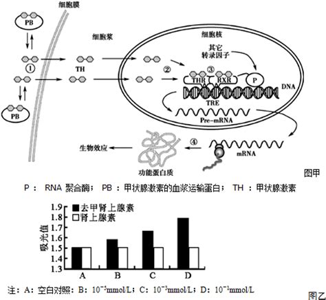 孕初期甲状腺激素5.19