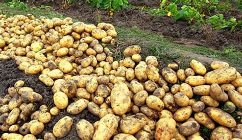 如何种植土豆