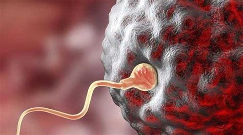 胚胎着床身体有什么变化