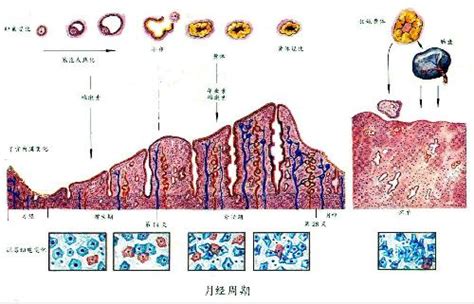 不明原因不孕喝中药有用吗