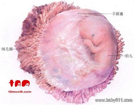 胎儿七周有生命吗