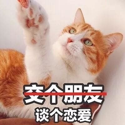 笨蛋猫_可爱的小猫咪作文200字[经典4篇]