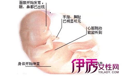 十个月孕妇怀孕过程