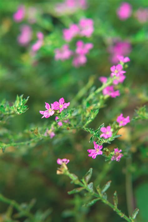 满天星紫色朋友圈背景图