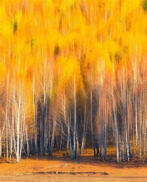 新疆阿勒泰的秋天的美，简直让人受不了