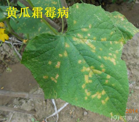 帕金森病非运动症状