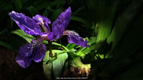 紫色鸢尾花的花语是什么,求准确回答