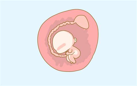 怀孕2个月胎儿的发育状况