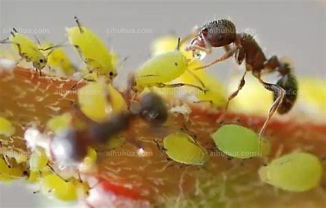 花盆栽长蚜虫有什么方法治疗?