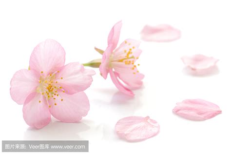 桃花花瓣和樱花花瓣是什么样子?有什么不同?