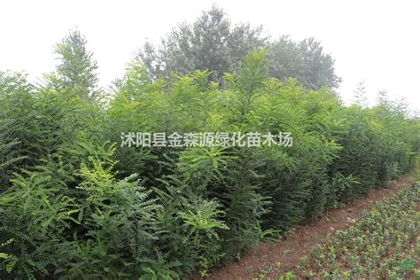 山东速生国槐种植基地哪个好