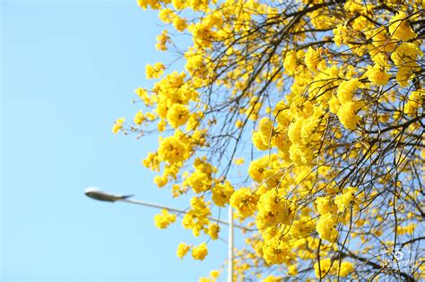 黄花风铃是不是也叫迎春花