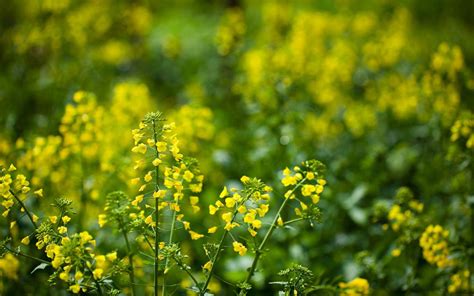 菜花是什么颜色