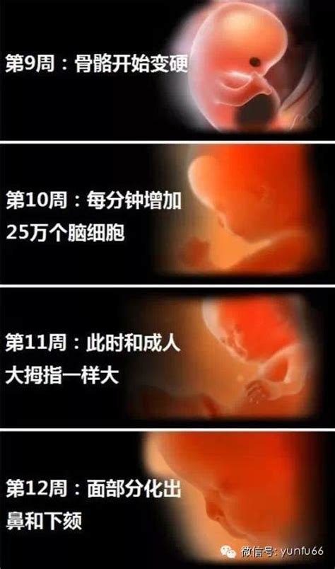 怀孕十月胎儿发育过程