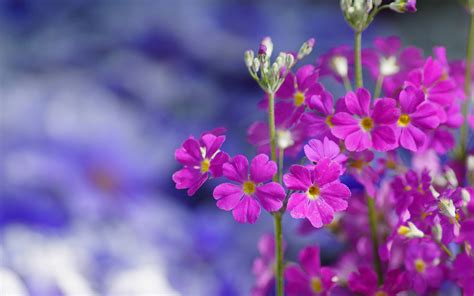 带春花的花名字