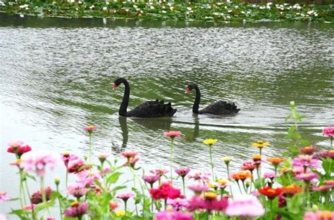 双龙湖湿地观鸟园 | 您的假期余额已不足，请及时游玩