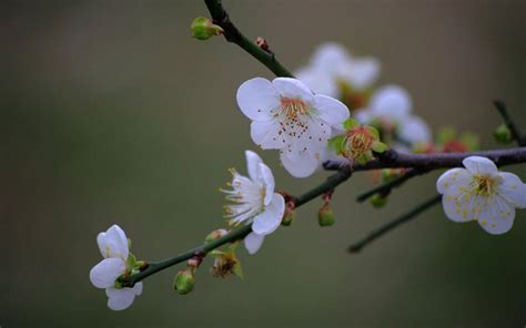 有关于介绍梅花的资料