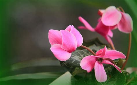 仙客来幼苗几年开花