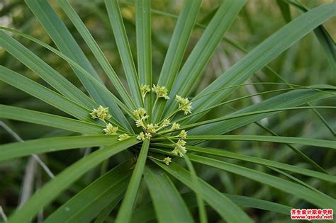 请问 这是什么植物?