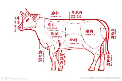 牛肉部位图解及吃法