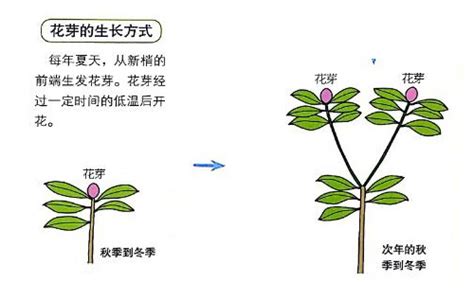 杜鹃花怎么剪枝？